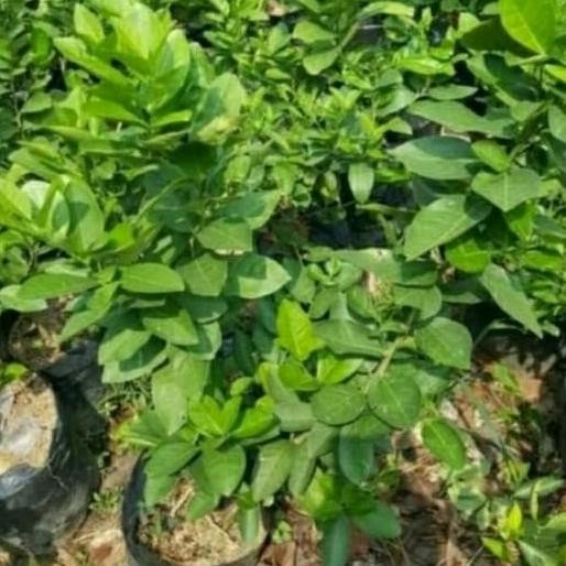 

Terlaris Bibit Tanaman Jeruk Nipis Jumbo-Pohon Jeruk Nipis Jumbo