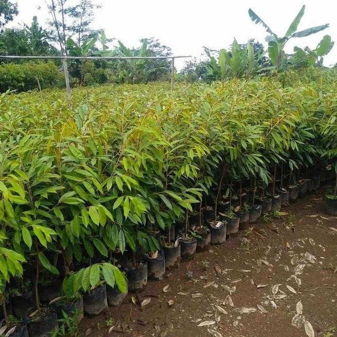 

Terlaris Bibit Durian Salisun Varietas