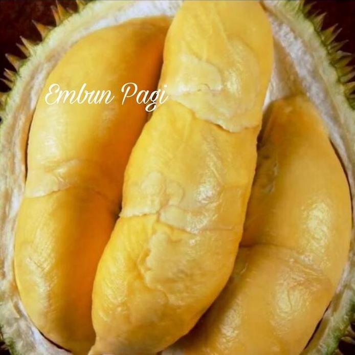 

Terlaris Bibit Durian Bawor Jumbo Kaki 3 Terjamin Kevalitan Jenis Unggul