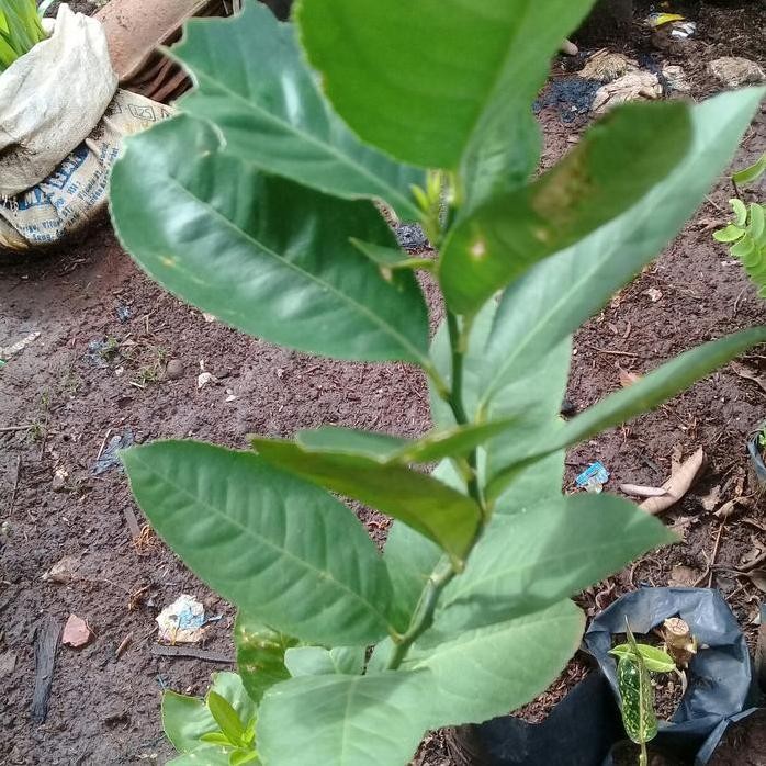 

Terlaris Bibit Pohon Jeruk Nipis