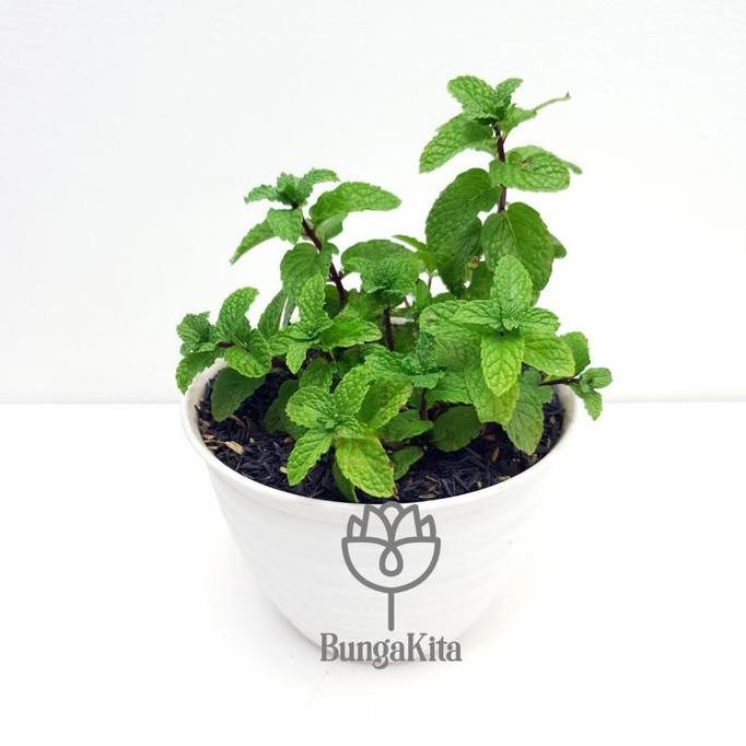 

Terlaris Bibit Daun Mint Peppermint