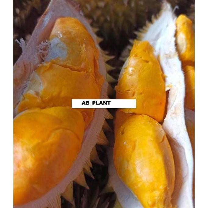 

Terlaris Bibit Durian Mantuala Hasil Okulasi-Tanam Biji Kaki 1