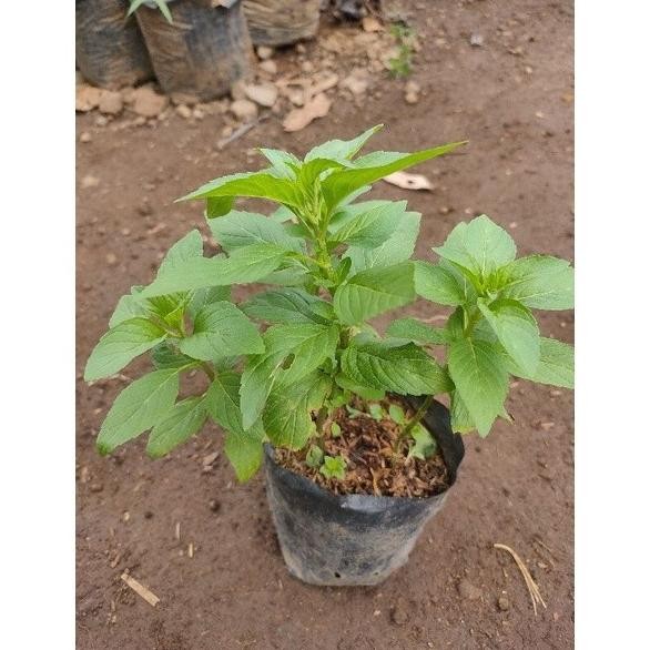 

Terlaris Tanaman Peppermint - Bibit Pohon Daun Rasa Mint - Herbal Erbxsv 5115Mv