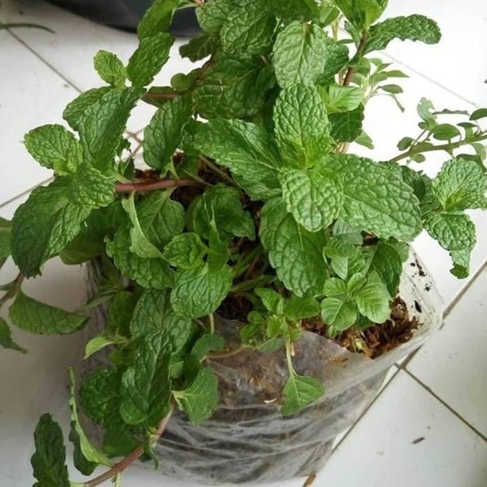 

Terlaris Bibit Tanaman Mint Daun Peppermint Daun Mint