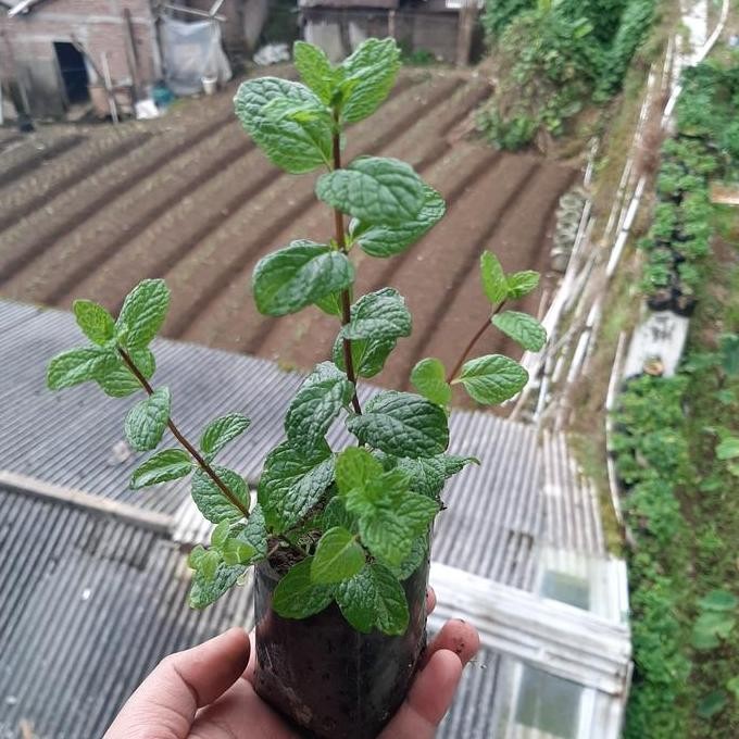 

Terlaris Bibit Mint, Daun Mint, Tanaman Mint, Common Mint