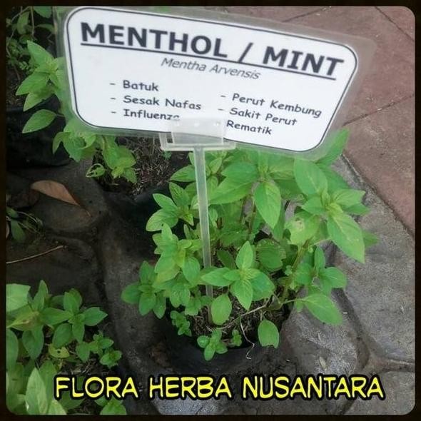 

Terlaris Bibit Daun Menthol Lebih Wangi Dibandingkan Daun Mint Bi Vcbzmw 7326Ir