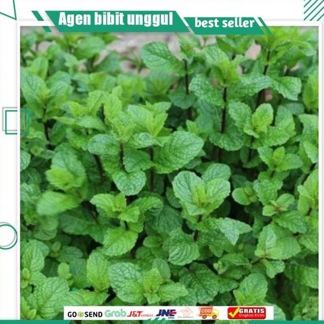 

Terlaris Bibit Daun Mint / Daun Min