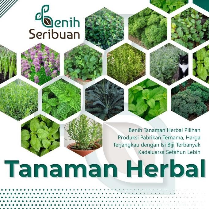 

Terlaris Bibit Herbal Benih Tanaman Herb Daun Mint Peppermint Kale Parsley Dll