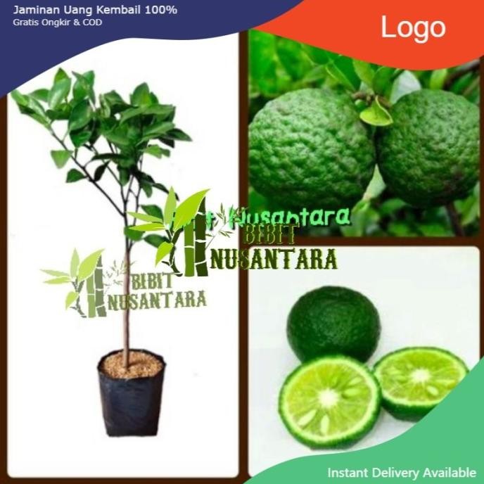 

Terlaris Bibit Jeruk Nipis Jeruk Pecel Super Murah