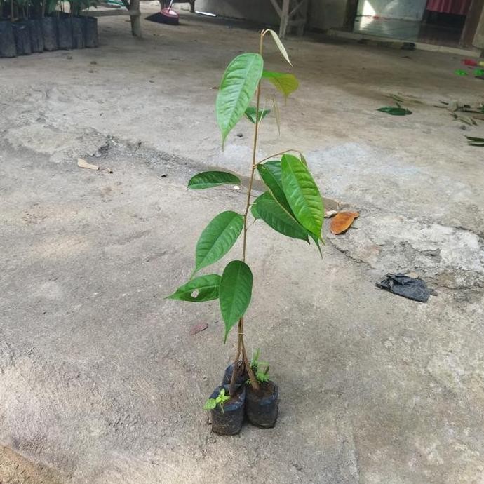 

Terlaris Bibit Durian Musangking Kaki Tiga Sedling