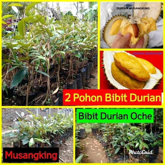 

Terlaris Promo Bibit Durian Musangking & Durihitam Oche