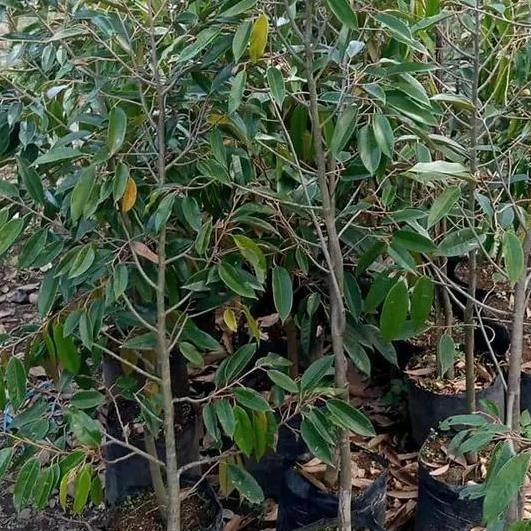 

Terlaris Bibit Durian Kumbu Karno Tinggi 1 Meter Batang Besar