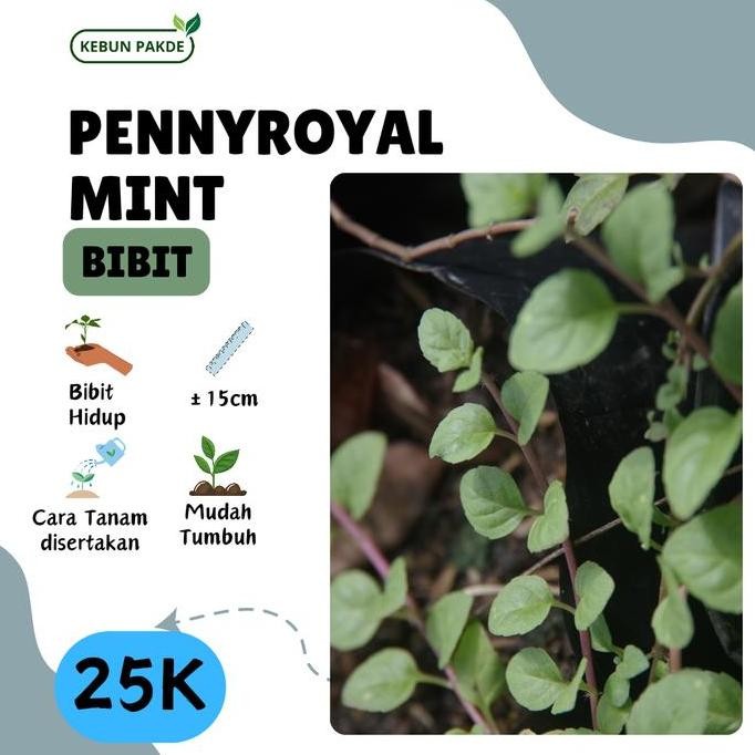 

Terlaris Bibit Tanaman Daun Mint | Pennyroyal Mint | Semriwing | Siap Tanam
