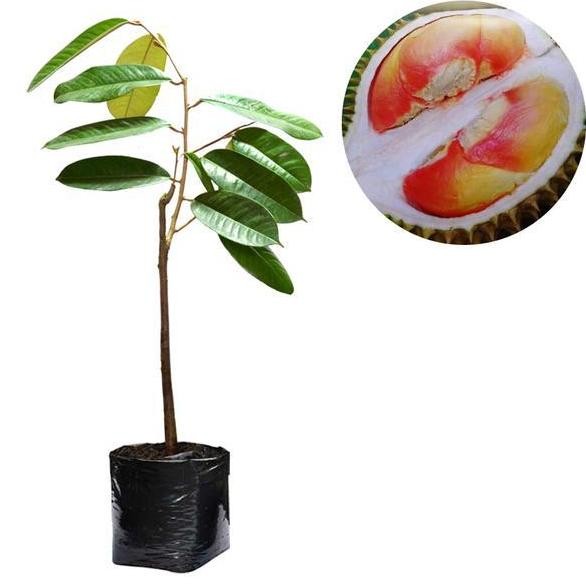 

Terlaris Bibit Buah Durian Pelangi - Tinggi 40_60Cm