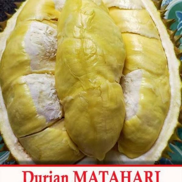 

Terlaris Bibit Durian Matahari Kaki 3 Tinggi 1 Meter - Durian Unggulan Super