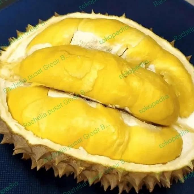 

Terlaris Bibit Durian Bawor P20 Kaki 1