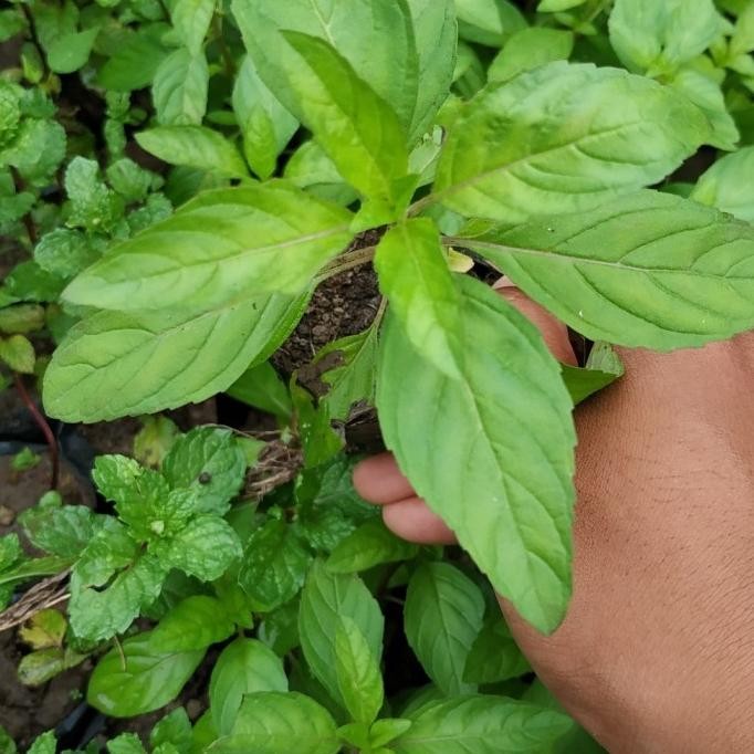 

Terlaris Bibit Tanaman Herbal Peppermint-Papermint-Daun Mint