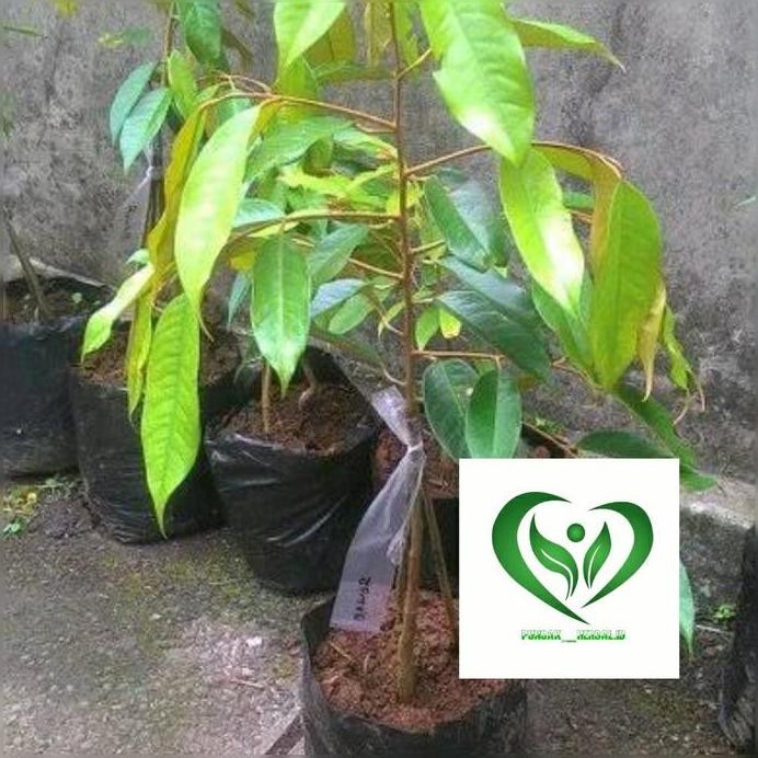 

Terlaris Bibit Tanaman Durian Bawor Mas Kaki 3 Pohon Durian