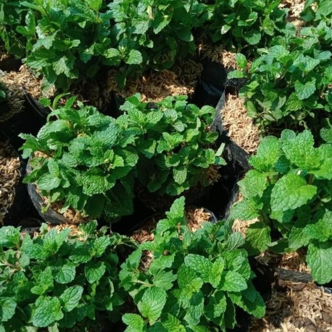 

Terlaris Bibit Tanaman Peppermint Daun Mint Super Berkualitas Dan Sudah Rimbun.