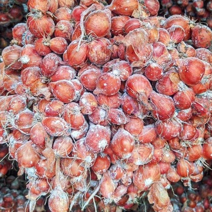 

Terlaris Bibit Bawang Merah Tajuk "Thailand Nganjuk" Super 1 Kg Siap Tanam