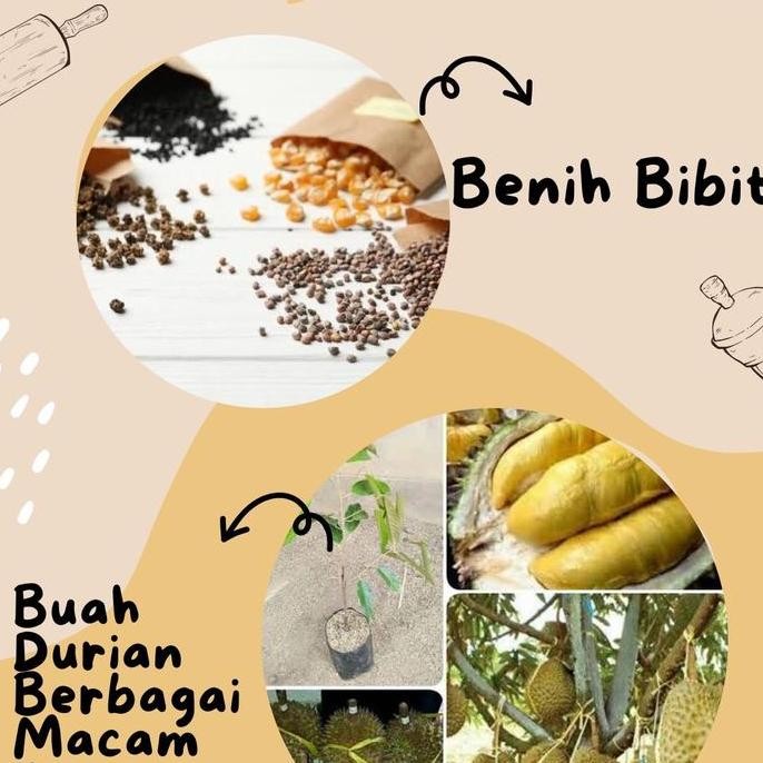 

Terlaris Benih Bibit Durian Berbagai Macam Varian