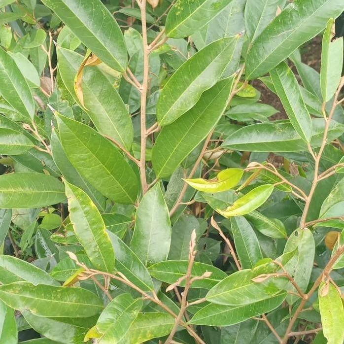 

Terlaris Bibit Durian Varietas Puang Mane