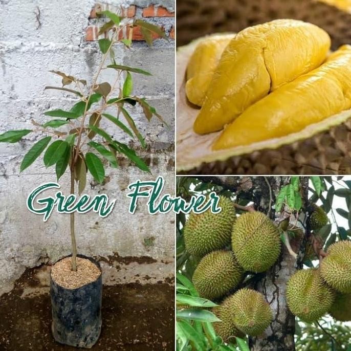 

Terlaris Bibit Durian Musangking
