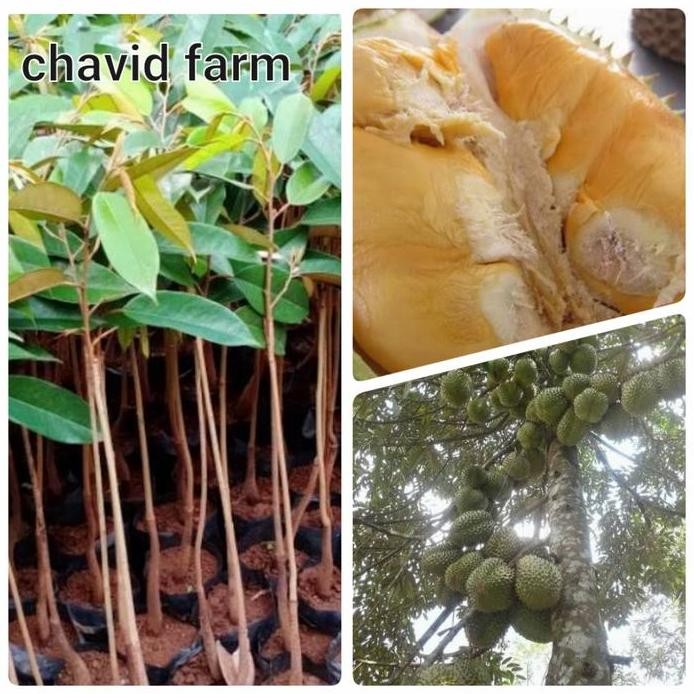 

Terlaris Bibit Durian Bawor Bhineka Bawor 200 Gram