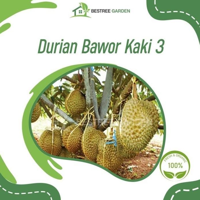 

Terlaris Bibit Buah Durian Bawor Kaki 3 Hasil Okulasi Siap Berbuah