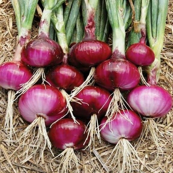 

Terlaris Bibit / Benih / Seeds Sayur Bawang Merah Red Onion For Kitchen