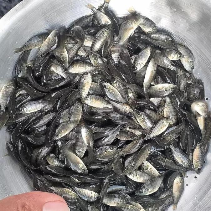 || BANANA / Bibit Benih Ikan Mujair Nila Hitam Nirwana 1 Liter - Gratis Pelet ||~~~