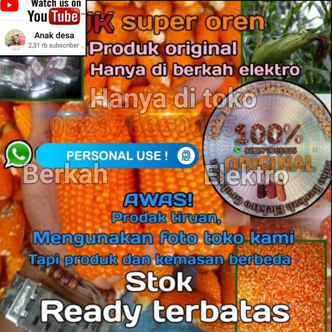 || BANANA / Benih jagung Kristal super orens ||~~~