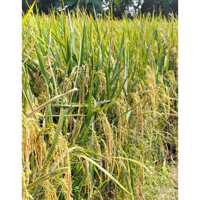 || BANANA / Benih Bibit Padi Bima Sakti Jumbo Bimasakti 5 KG ||~~~