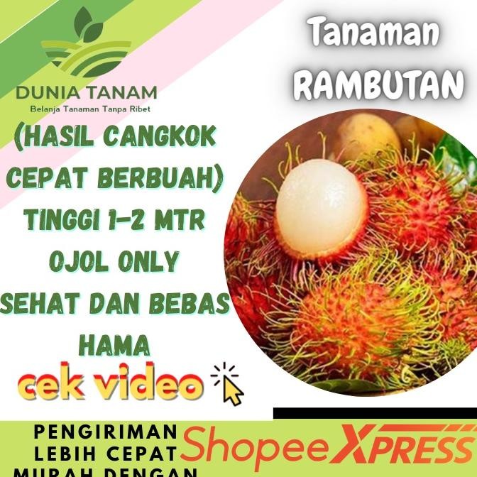 [Hasil Cangkok] Bibit tanaman buah Rambutan MERAH BINJAI RAMBUTAN BINJAY RAMBUTAN RAPIAH