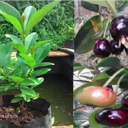 Bibit Buah Cherry Brazil Black Pitomba - Cherry Grumichama Premium