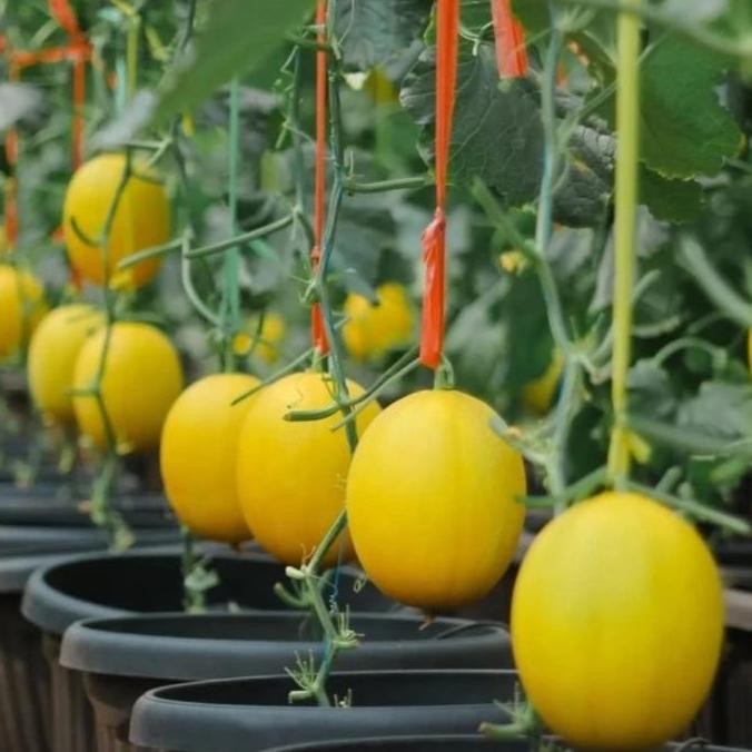 || BANANA / 100 Benih Bibit Biji Melon GOLDEN MY LOVE F1, import ORI Hibrida Seeds Super Manis ||~~~