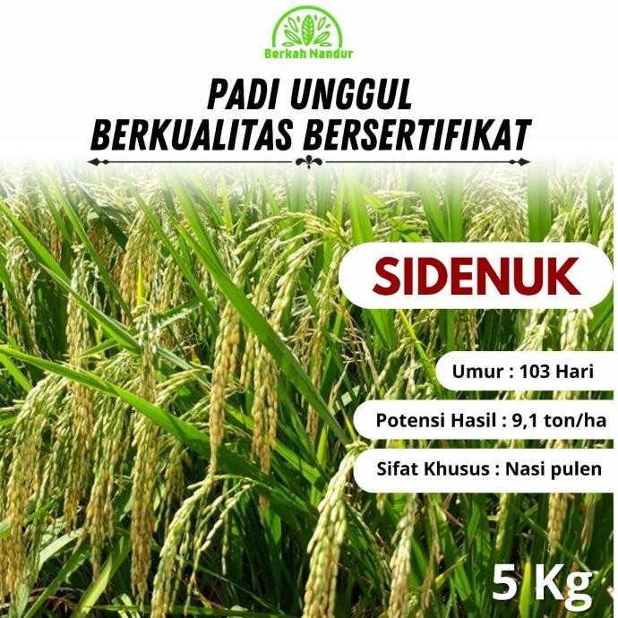 || BANANA / Benih Padi Inpari SIDENUK 5kg Premium Bibit Padi Unggul ||~~~