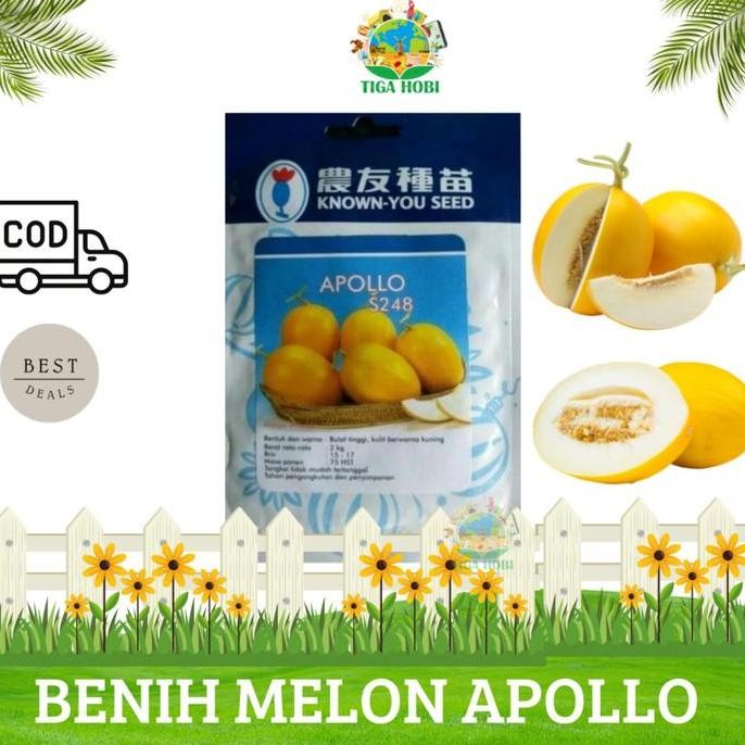 || BANANA / BENIH MELON APOLLO 20GRAM biji melon golden emas kuning known you seed ||~~~