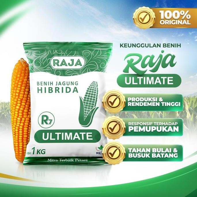 || BANANA / Benih Jagung Hibrida RAJA R7 Ultimate - 1kg ||~~~