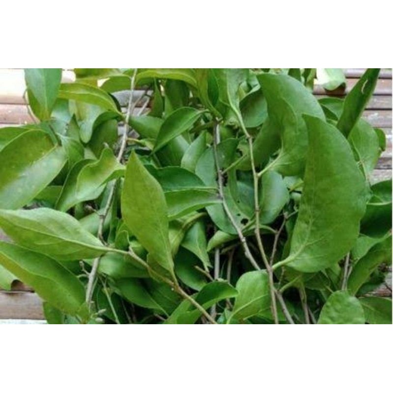 

Benalu jeruk nipis 100gram