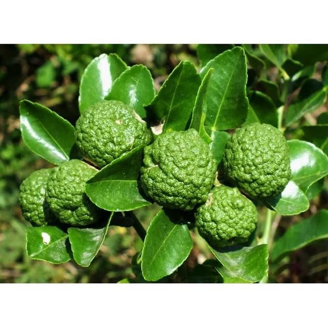 

Bibit Tanaman Buah Jeruk Purut FRESS