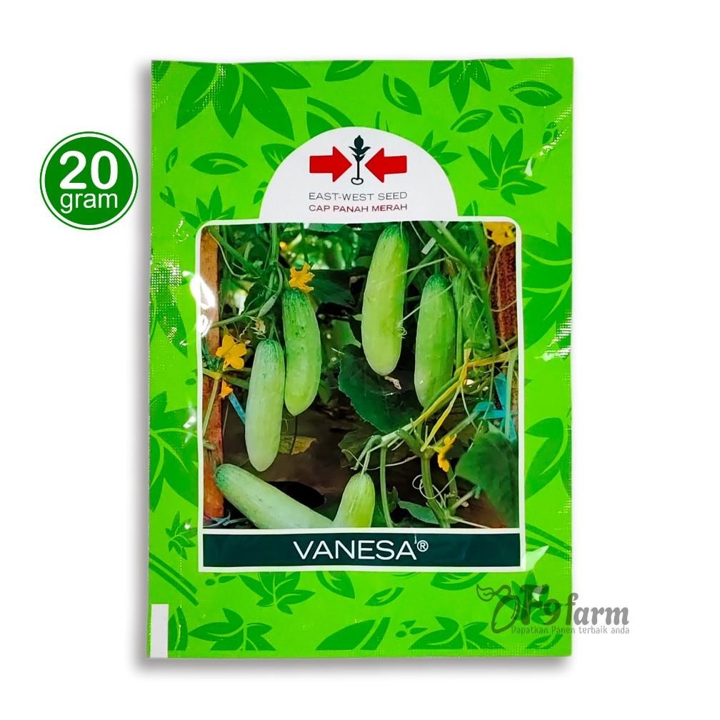 Benih Timun lalap - bibit mentimun hijau Vanesa panah merah 20 gram