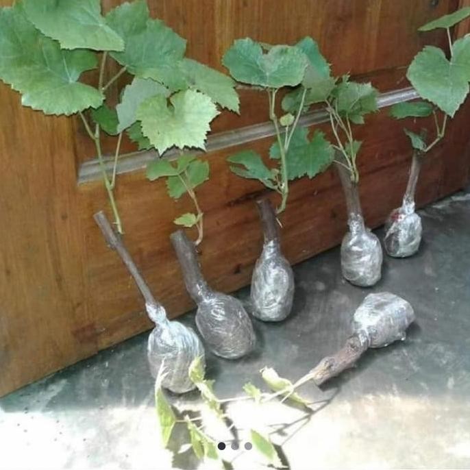 

Bibit tanaman buah anggur hitam carolin FRESS