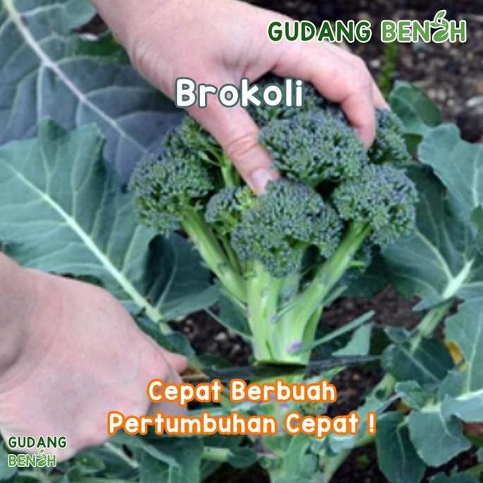 

Bibit Tanaman Sayuran Brokoli California Isi 400 Benih Berkualitas
