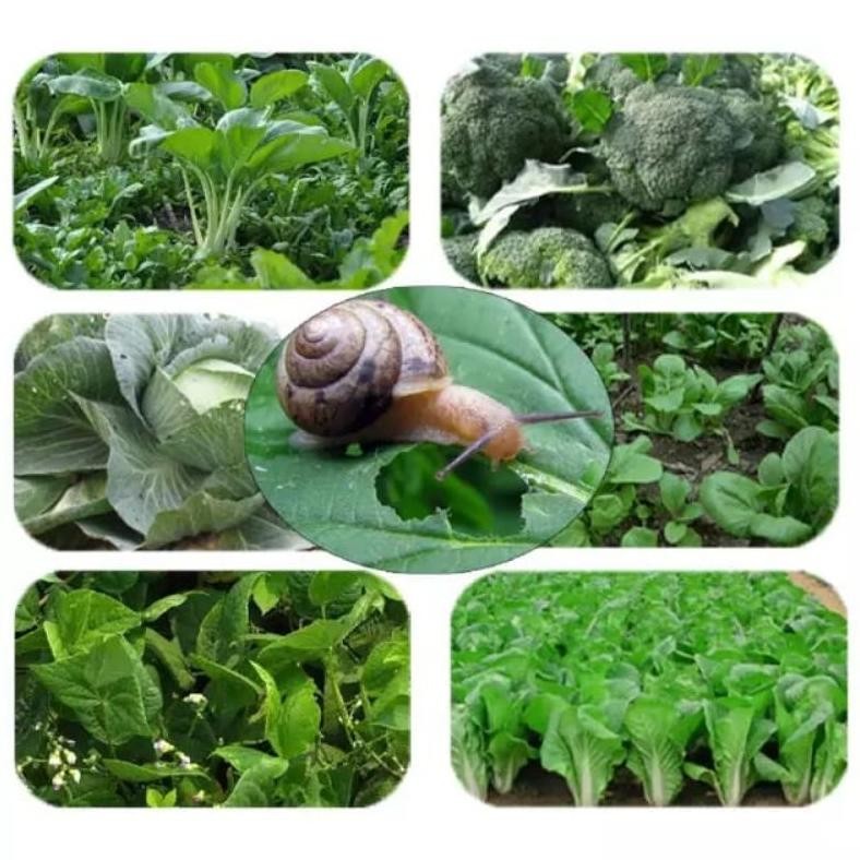 Am67 Tw39 Obat Racun Keong Tutut Siput Lintah 1 Sachet Import Asli Original Dijamin Mati Membantu Ba