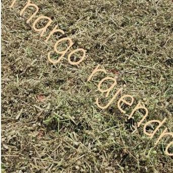 

Daun Batang Ciplukan 500 Gram Cecenet Cecendet Ceplukan kering