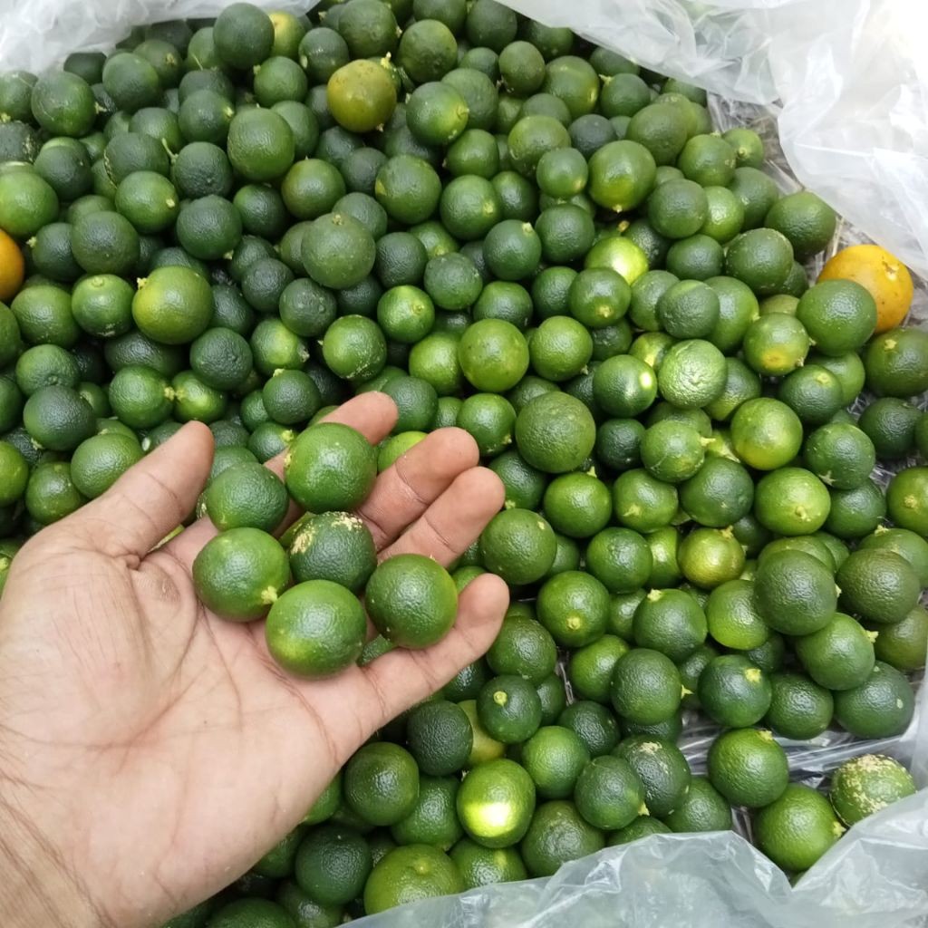 

jeruk kasturi/sonkit/lemoncui/kunci/500gr