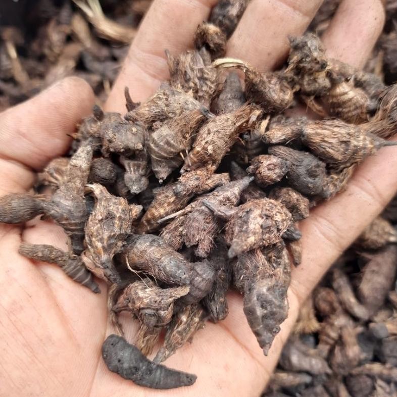 

Bubuk Umbi Rumput Teki Kering Isi 50 Gram Manggata