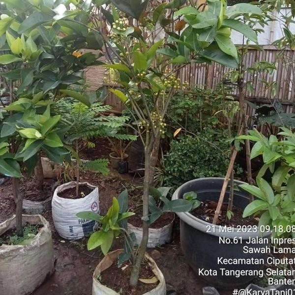 UNGGULAN Pohon Jambu air Kiojok Berbuah/Bibit Pohon Jambu Kiojok