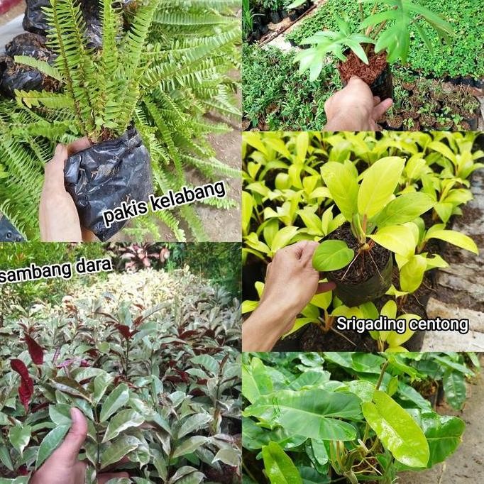 paket 5 tanaman vertical garden | tanaman outdoor vertical garden